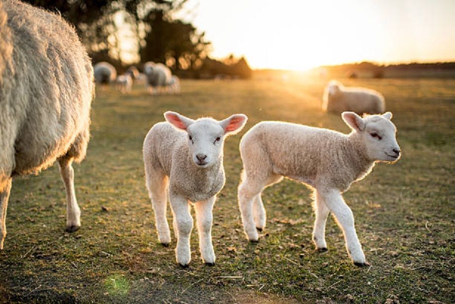 Rencontre Avec Les Animaux De La Ferme Ferme Auberge