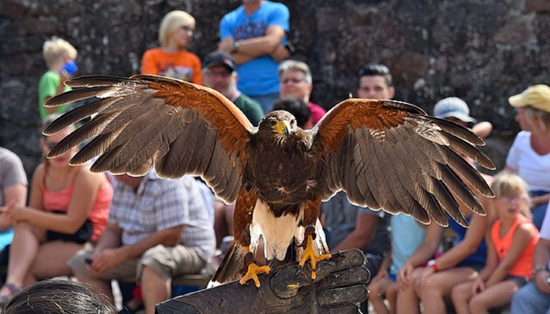 La Volerie des Aigles, Kintzheim