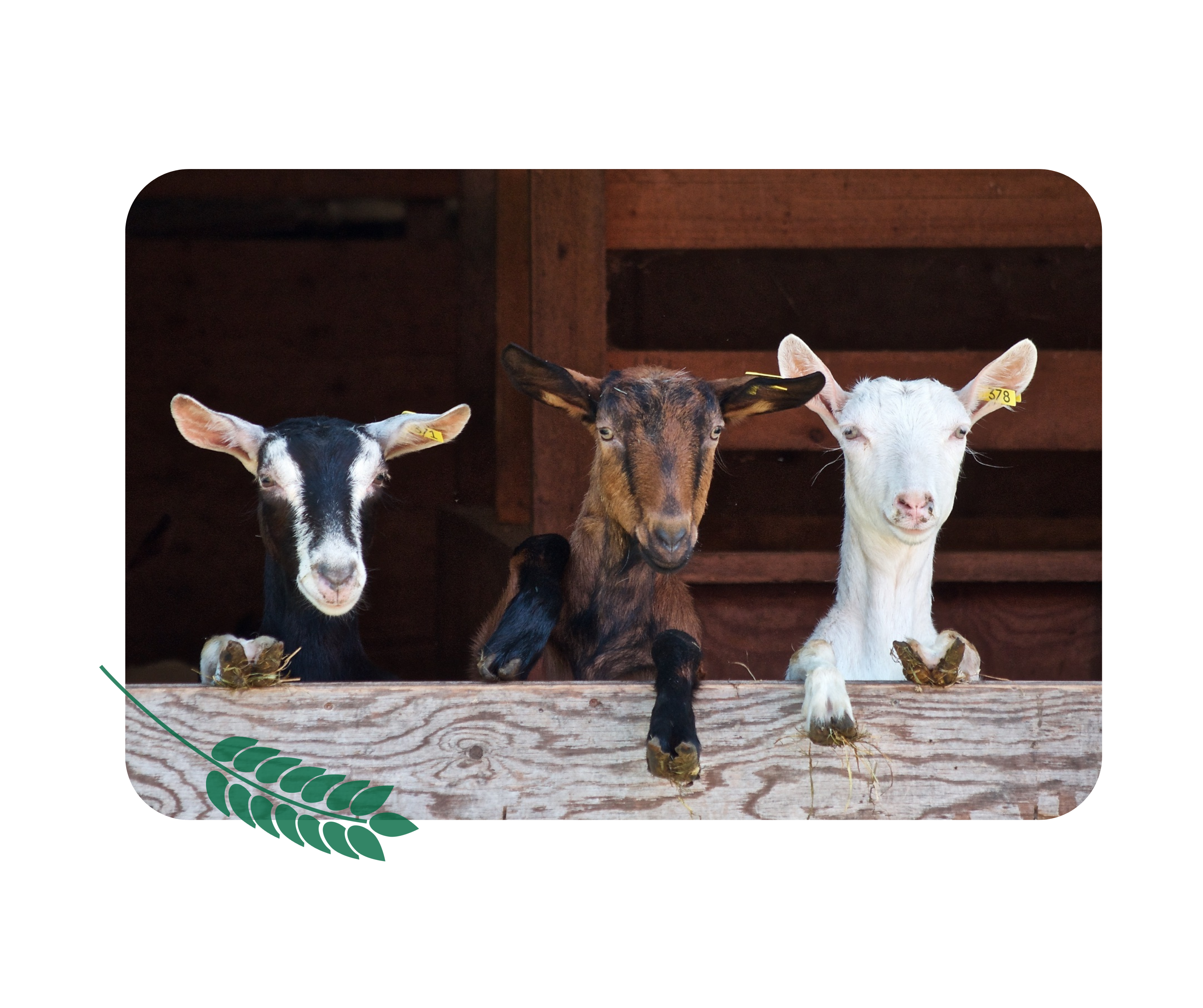 Gîtes à la ferme
