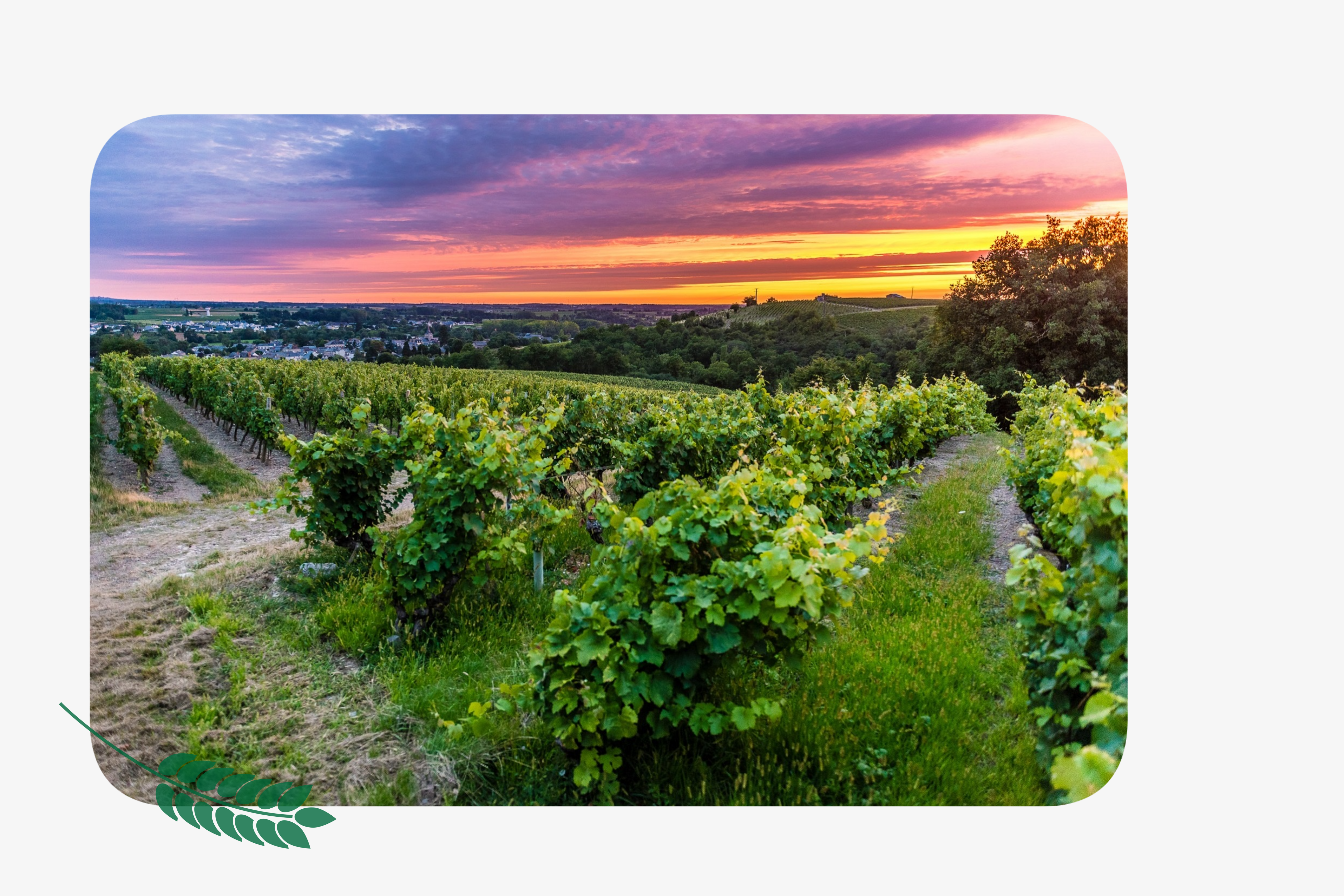Le vignoble d'Anjou-Saumur