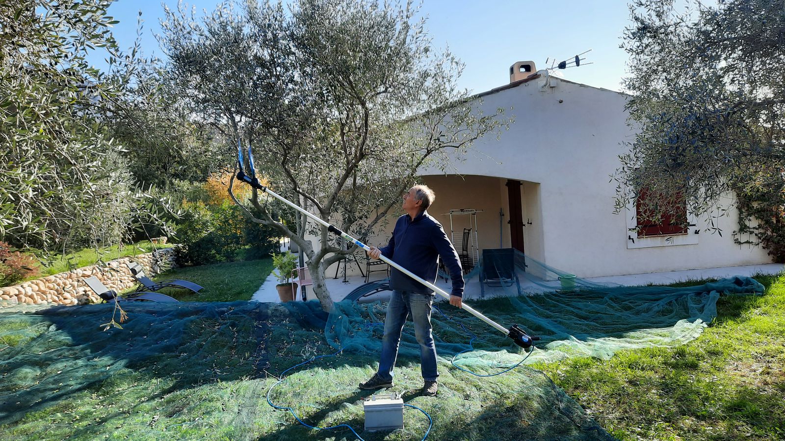 Cueillette des olives...