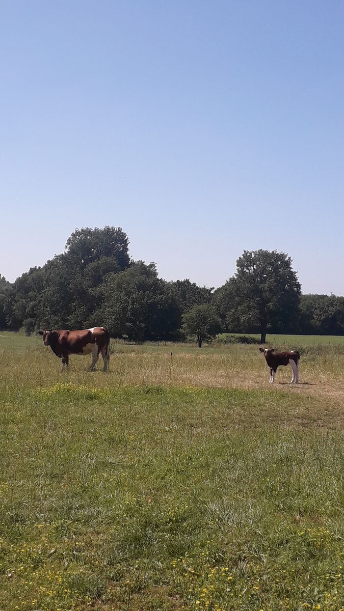        Animale de fermă