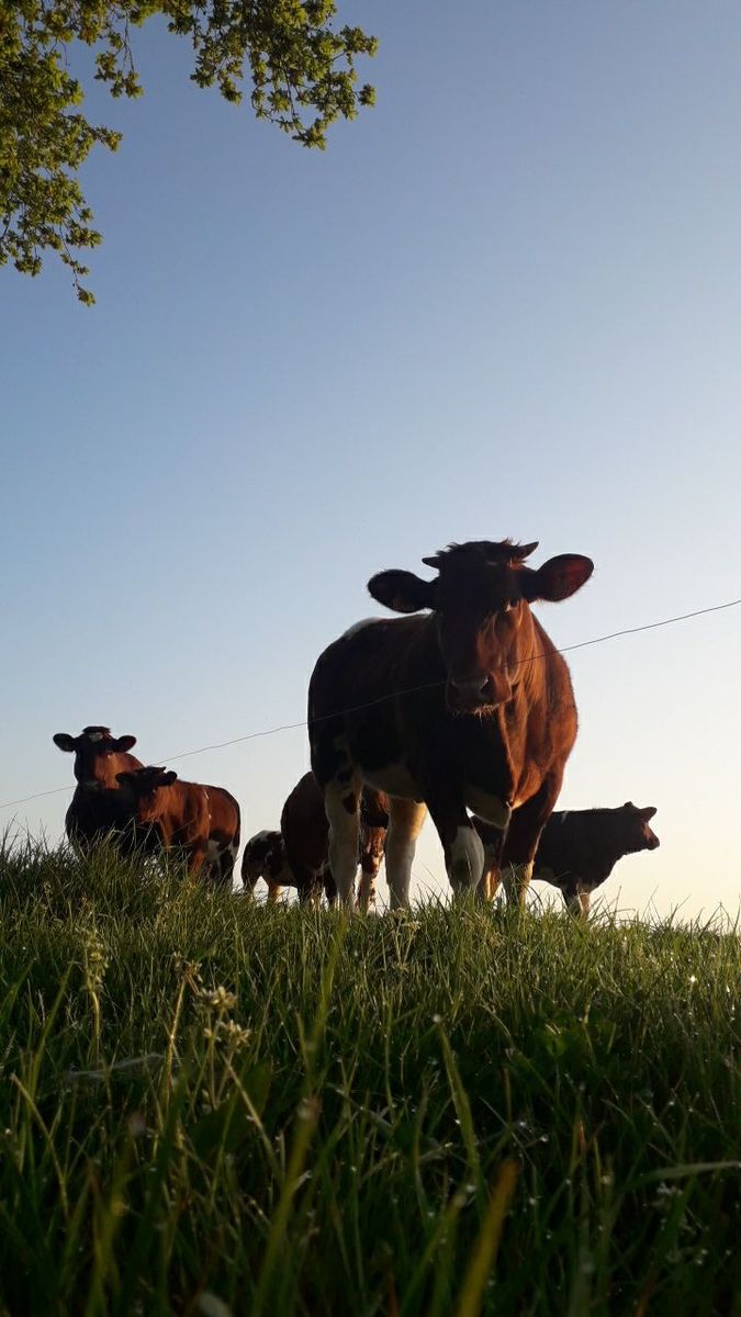       Animale de fermă