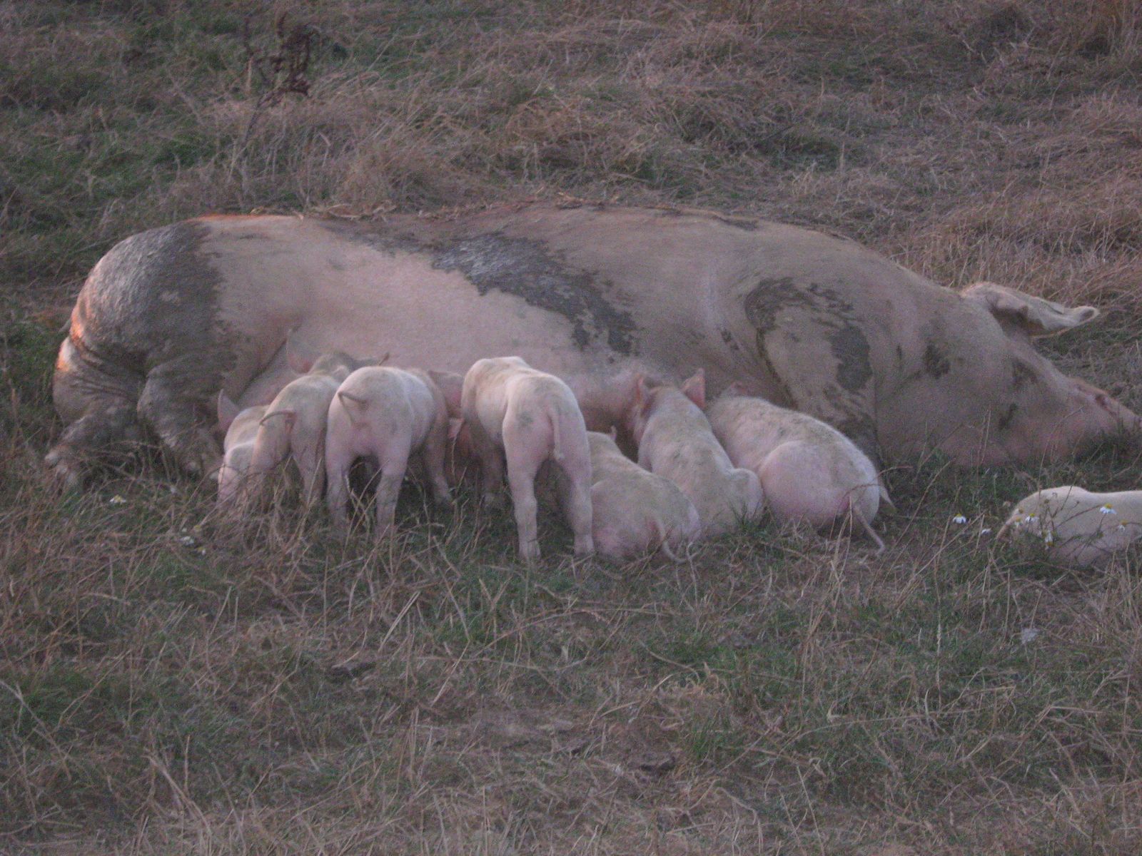         Animale de fermă