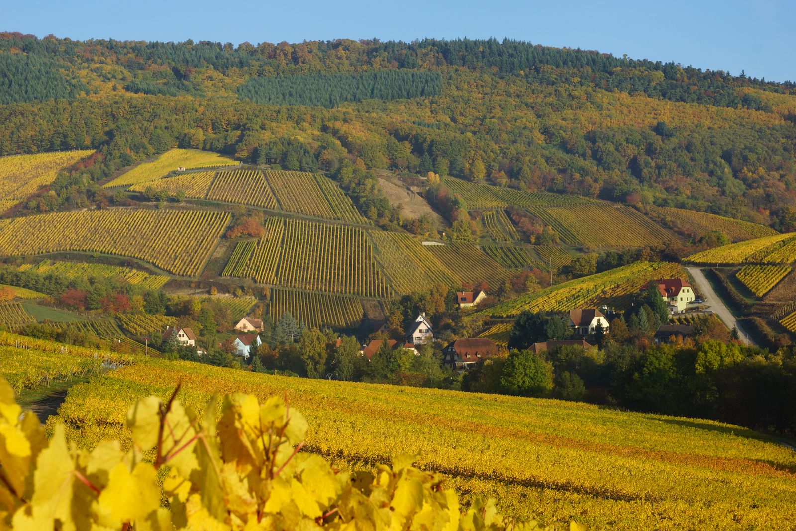 alentours de Bernardvillé