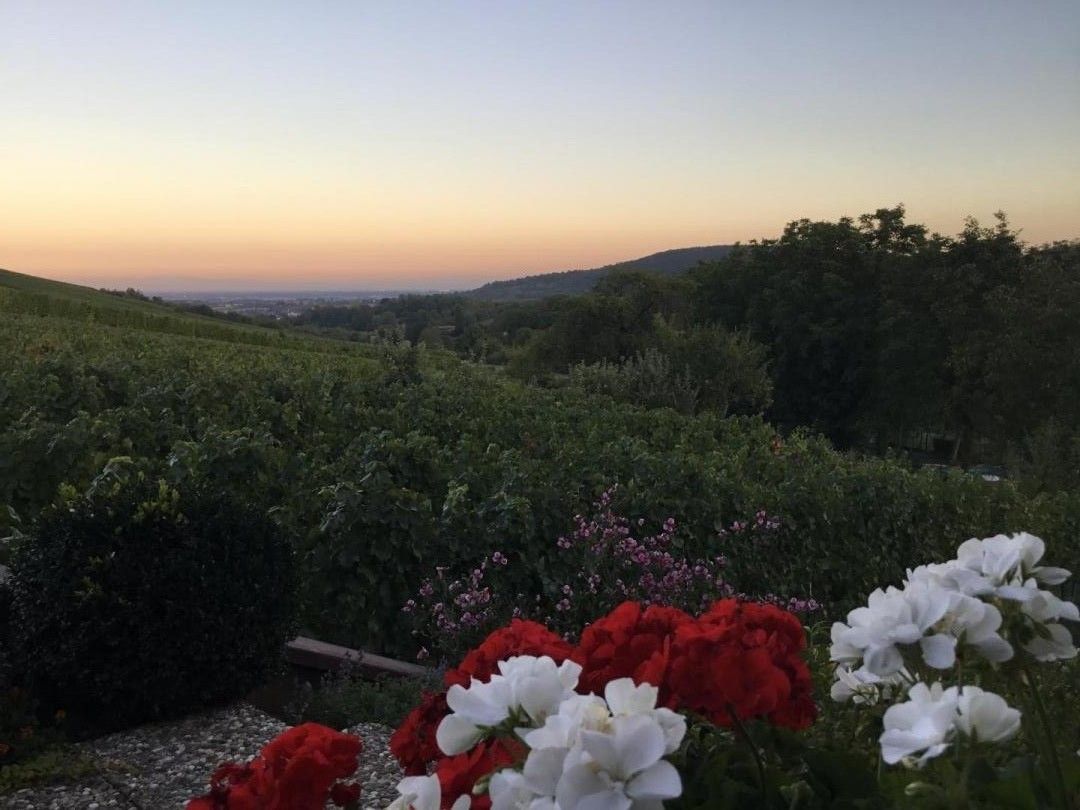 Au Pied des Vignes