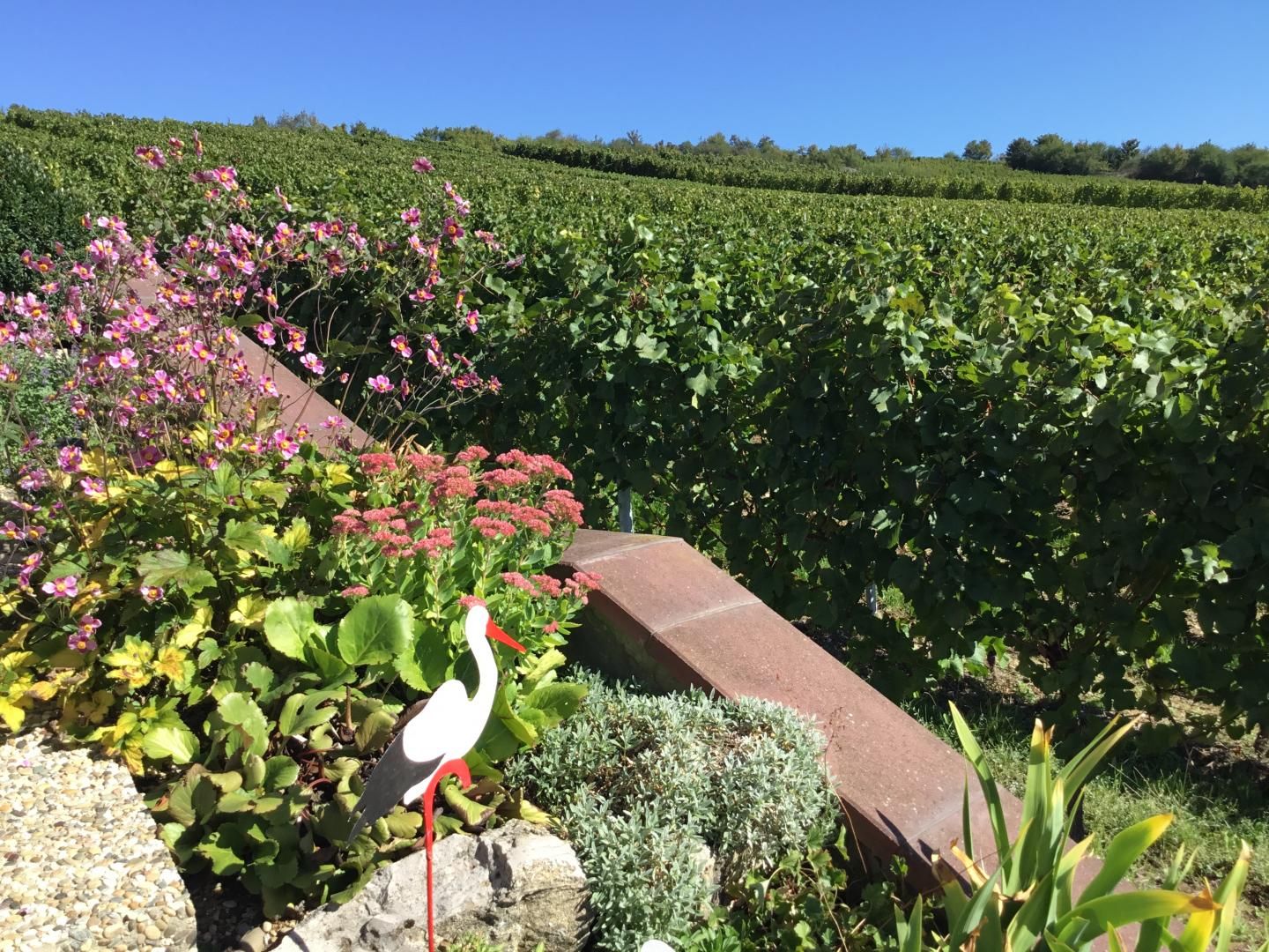Au Pied des Vignes