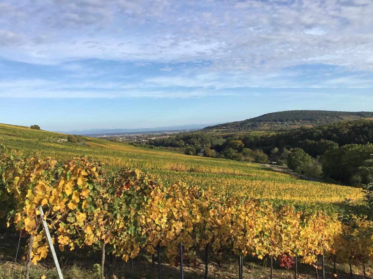 Vue sur les vignes