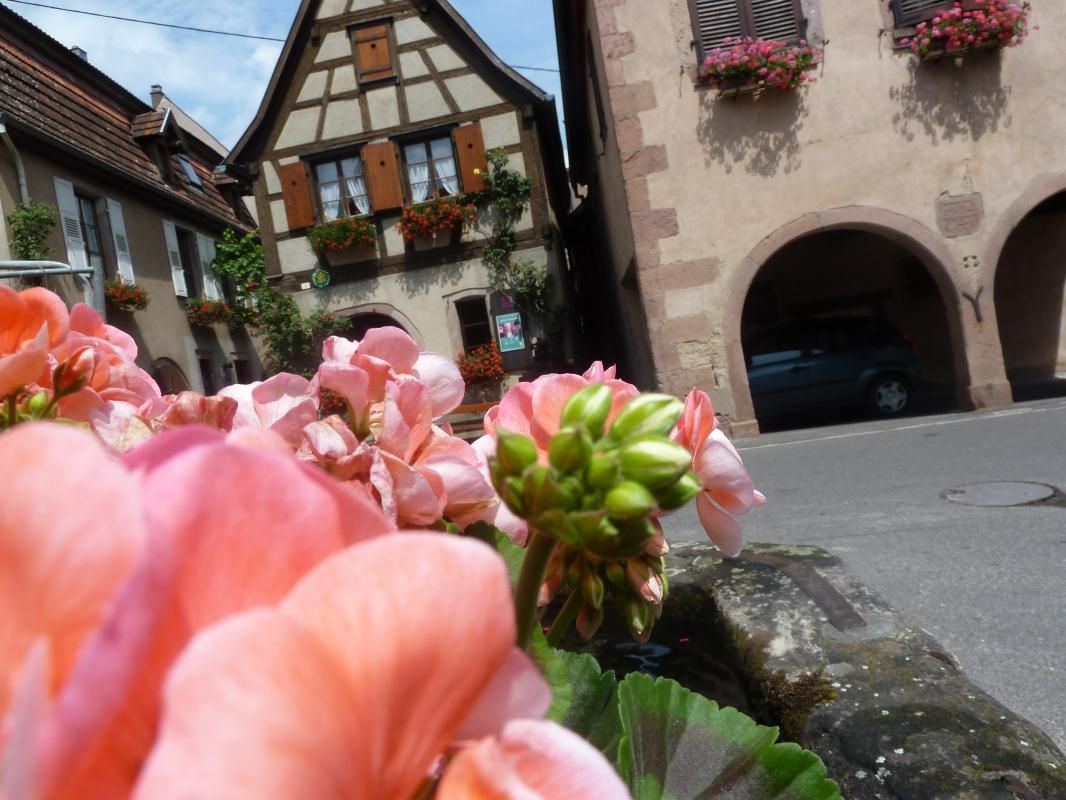 Le gîte de Mamema