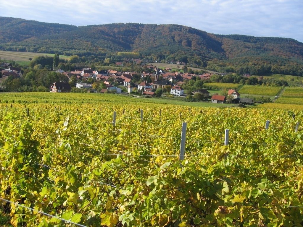 Vignoble de Cléebourg
