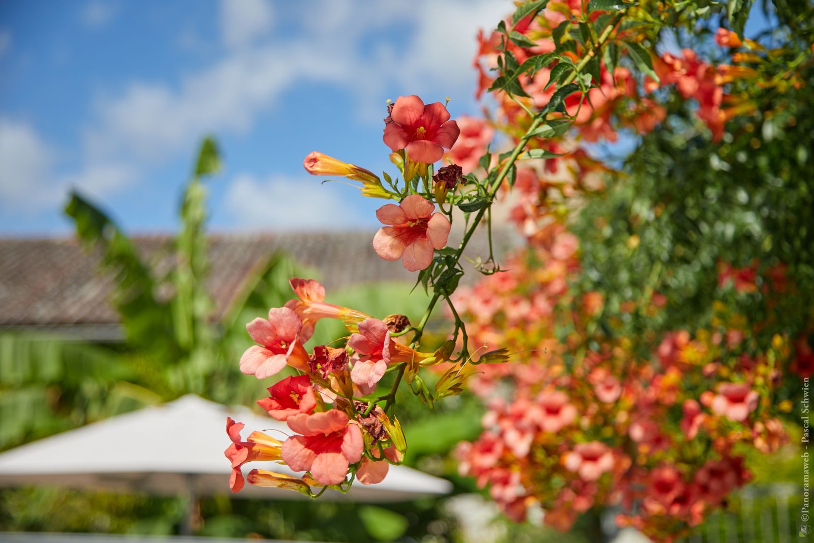 Arbre en Fleurs se trouvant à l'arrière côté piscine .
Fleuri de juillet à octobre 