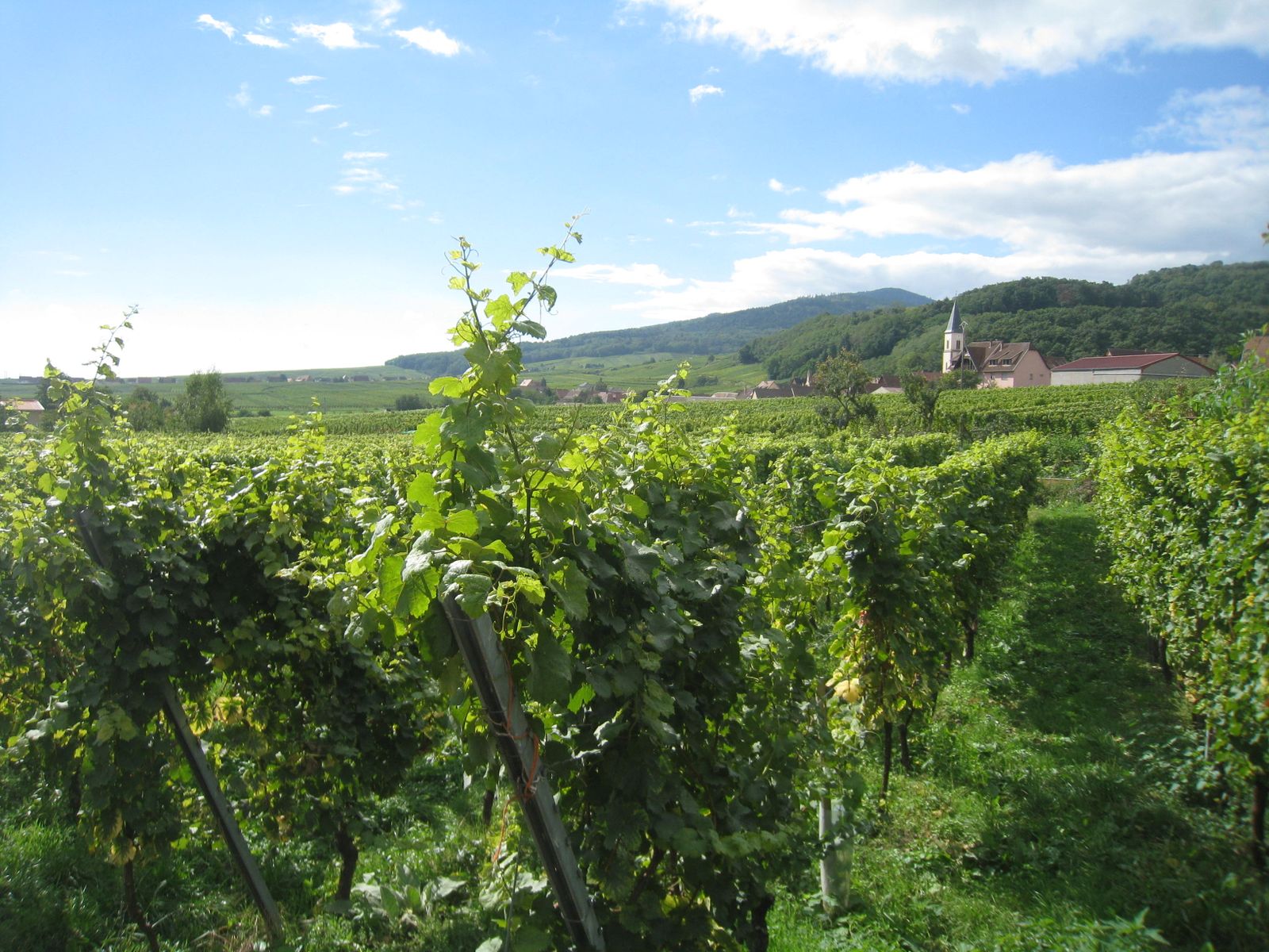 Vue arrière : Vignes situées  à l' arrière de la piscine  
