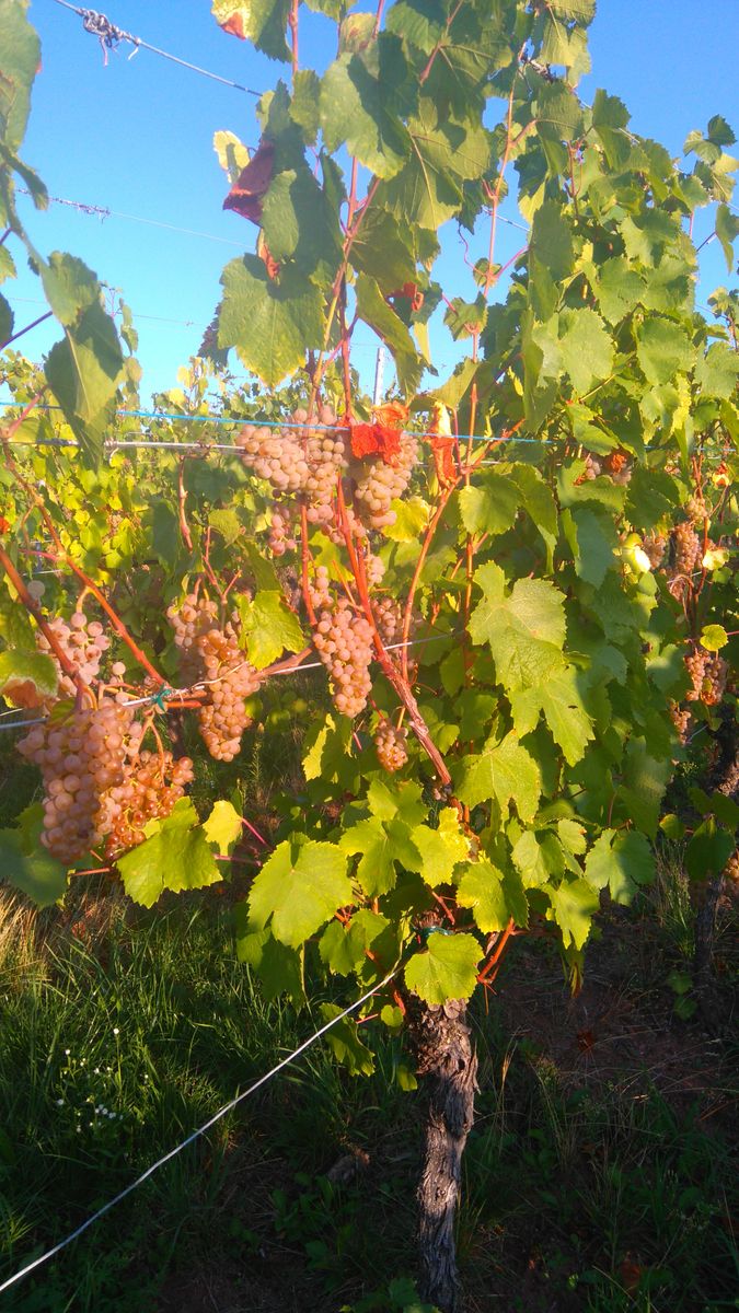 Période de vendanges 