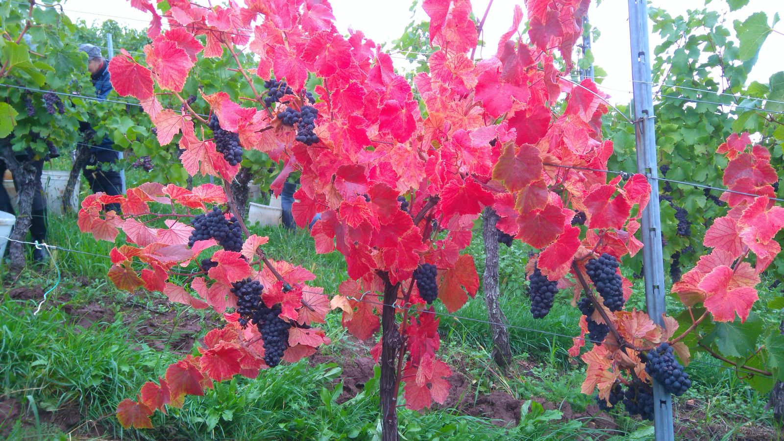 Suite  Pinot Noir 