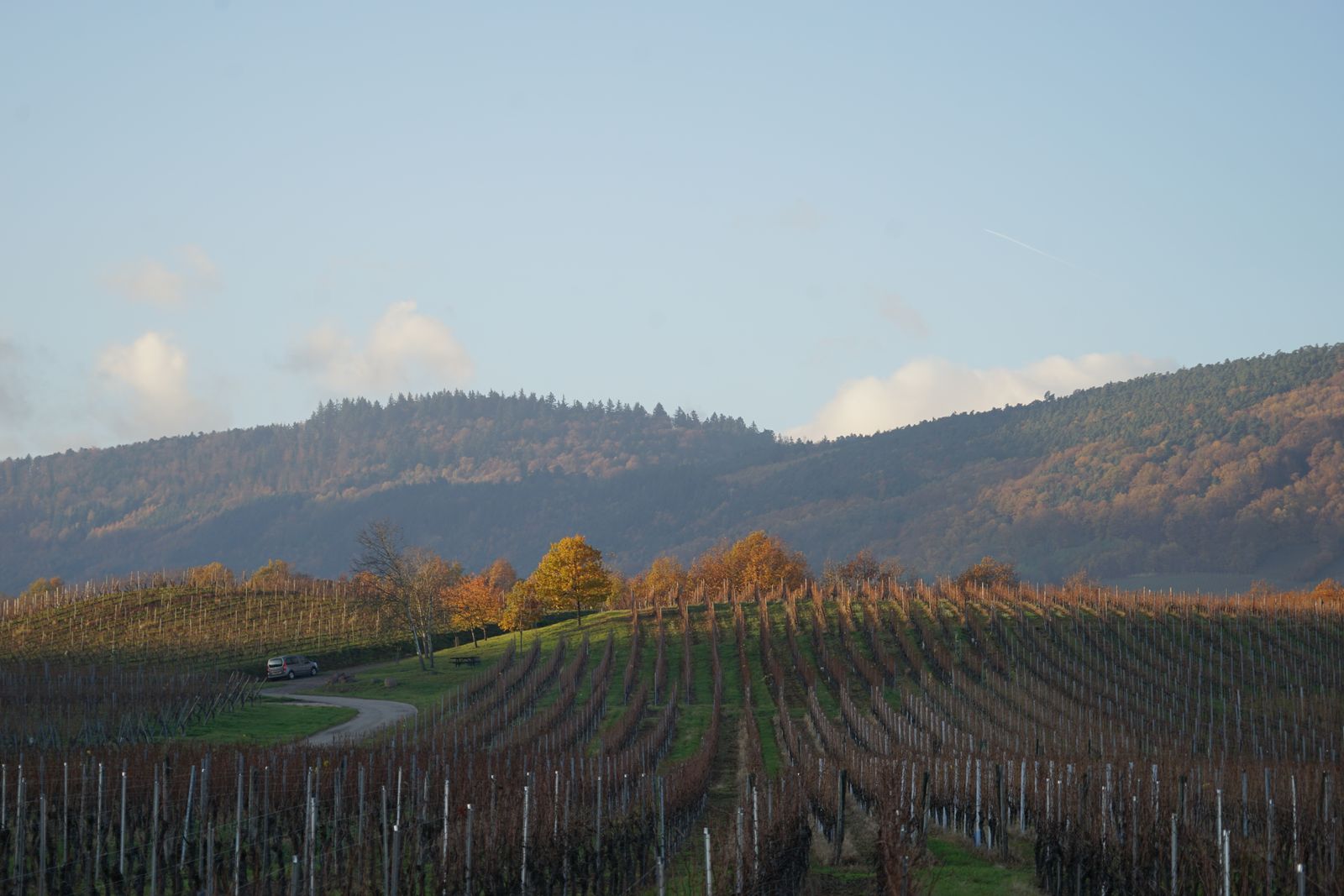 Vignoble en Automne 
