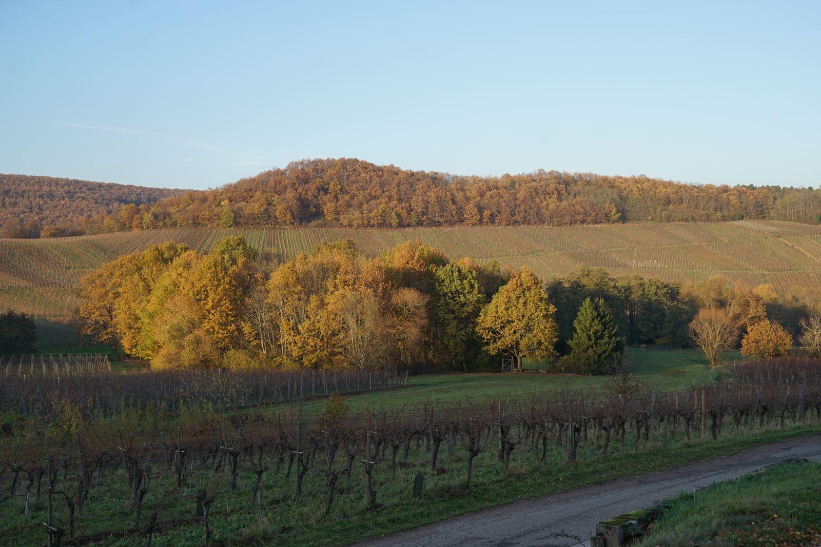 Vignoble en Automne 
