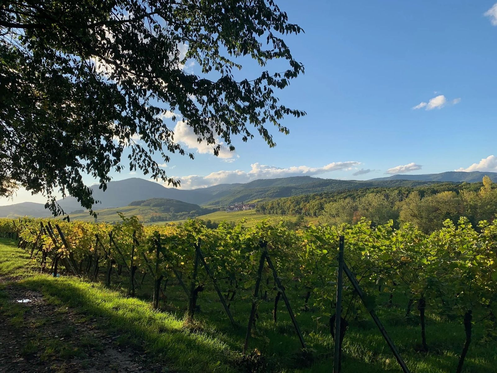 Gîte le Vigneron
