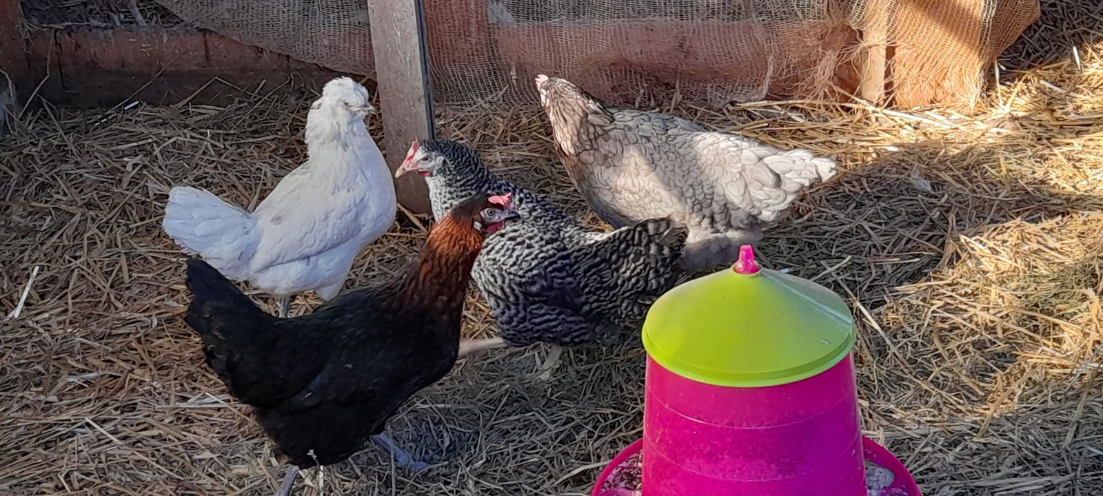 Nos poules