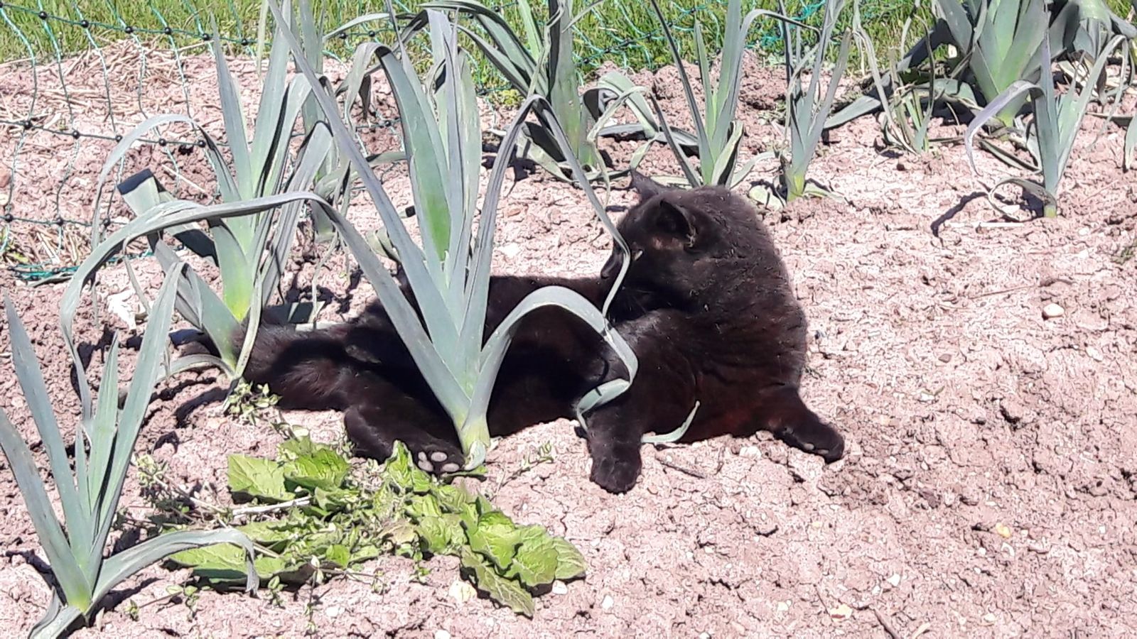 Notre chat