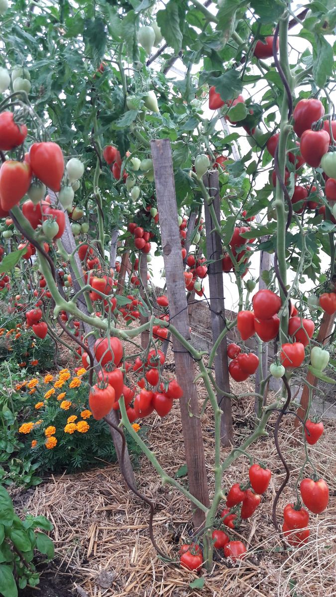 Nos belles tomates