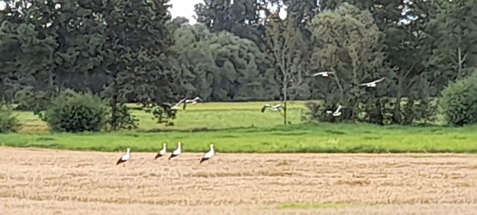 Dans les environs les cigognes