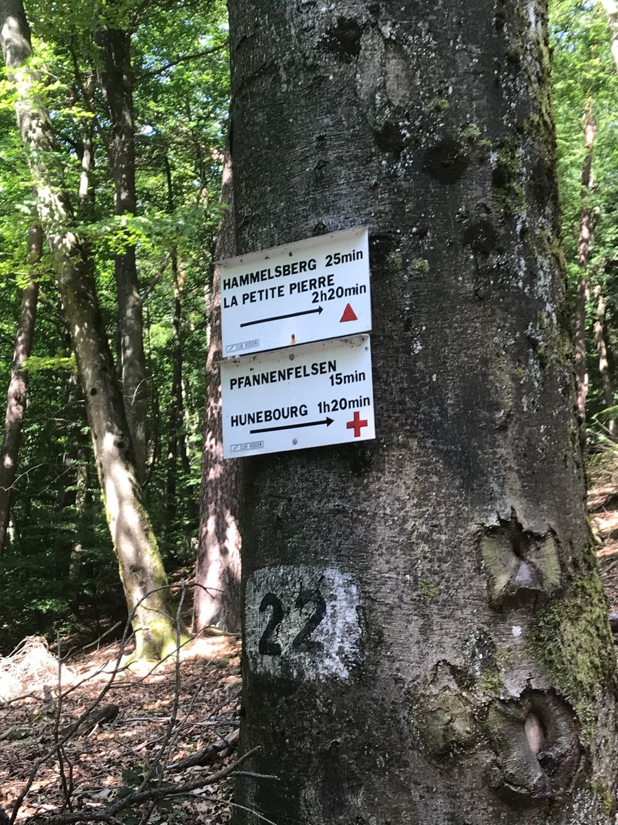 Des balades  en forêt