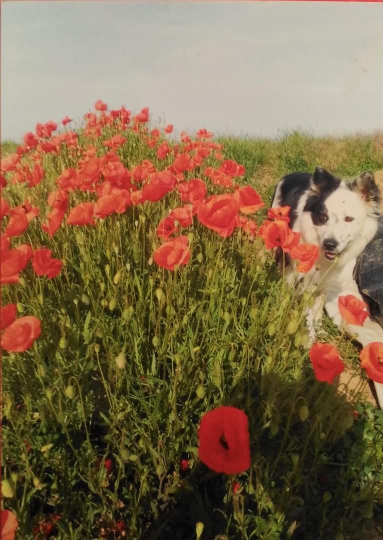 Coquelicot
