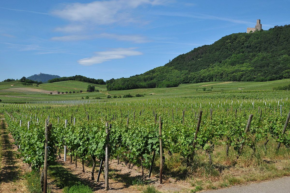 Vignoble lieu dit Rittersberg