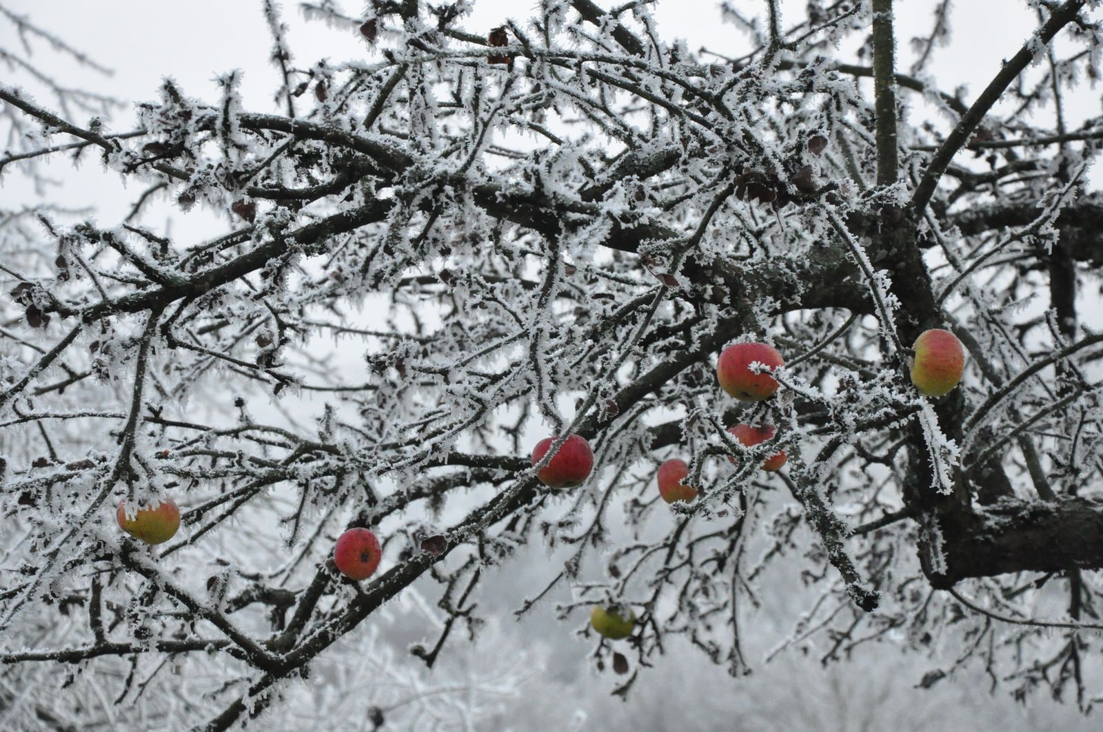 Pommes givrées.