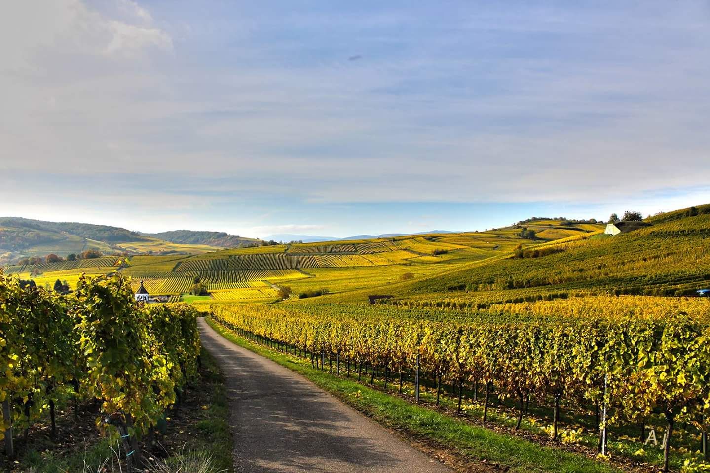 Le vignoble