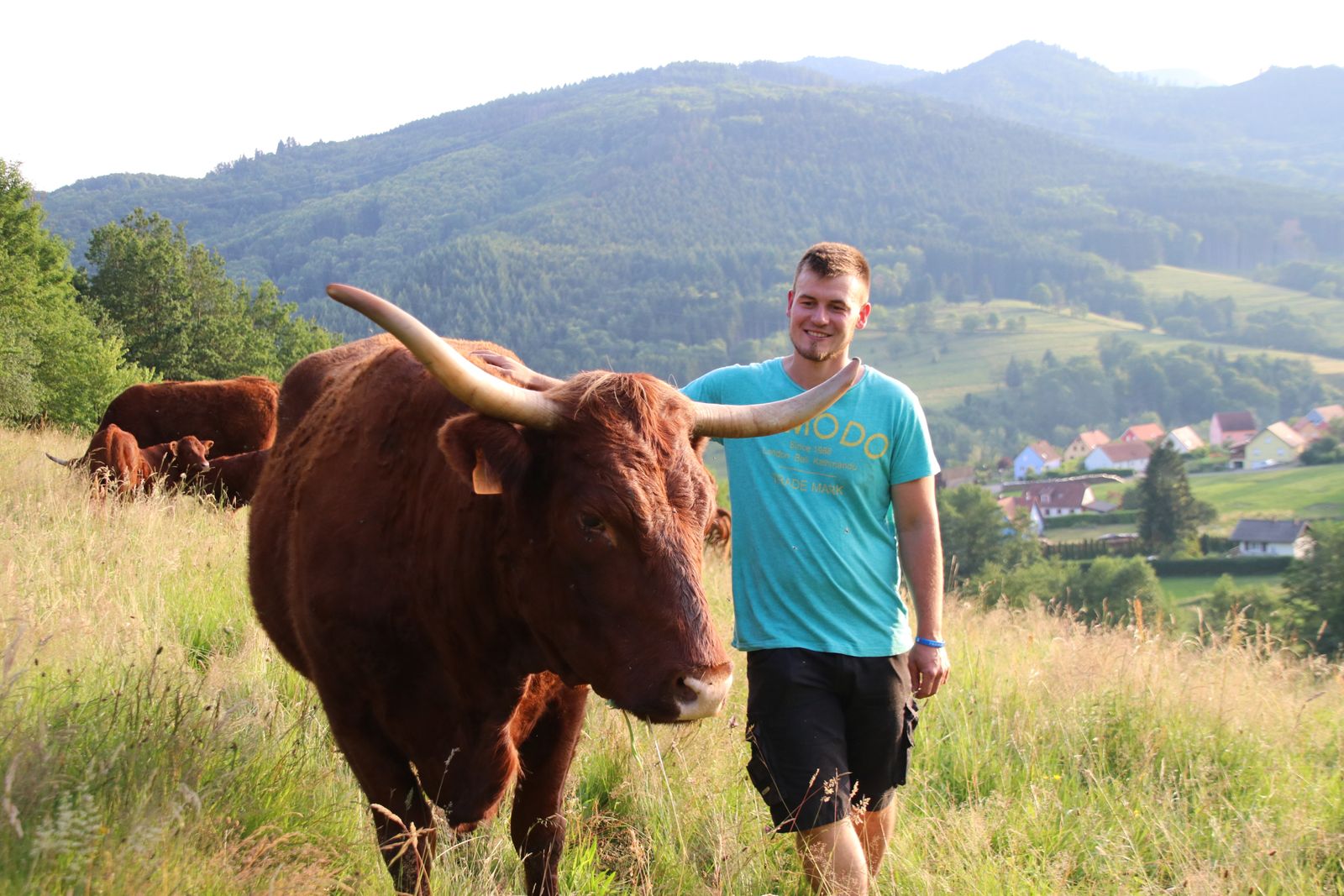 Roméo et ses Salers