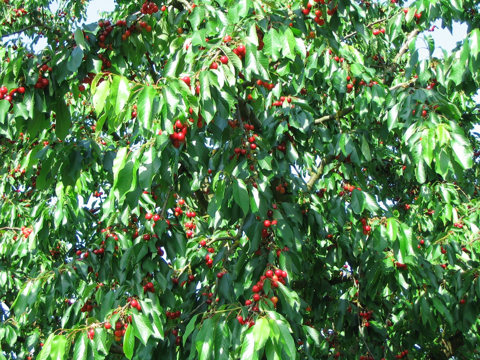 les premiers fruits du verger (un délice)