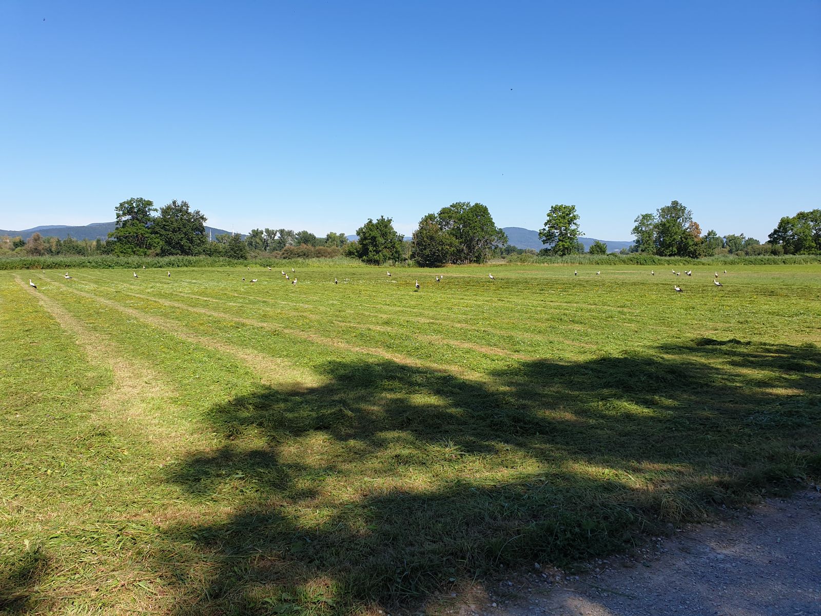 L'emblème de l'Alsace dans son environnement de prédilection