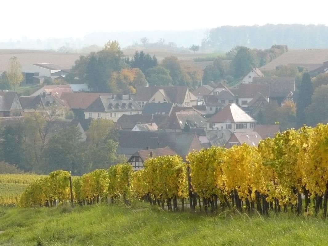 Les vignes de Cleebourg