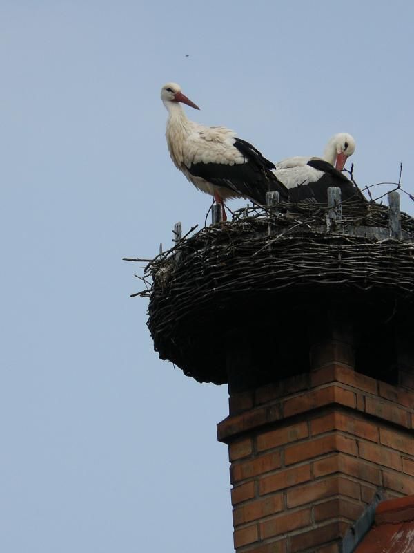 Dame cigogne et son petit