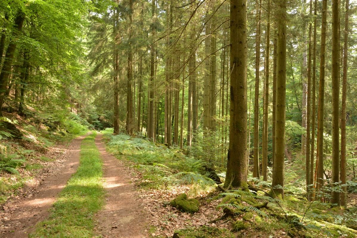 Randonnée en forêt balisée par le club Vosgien
