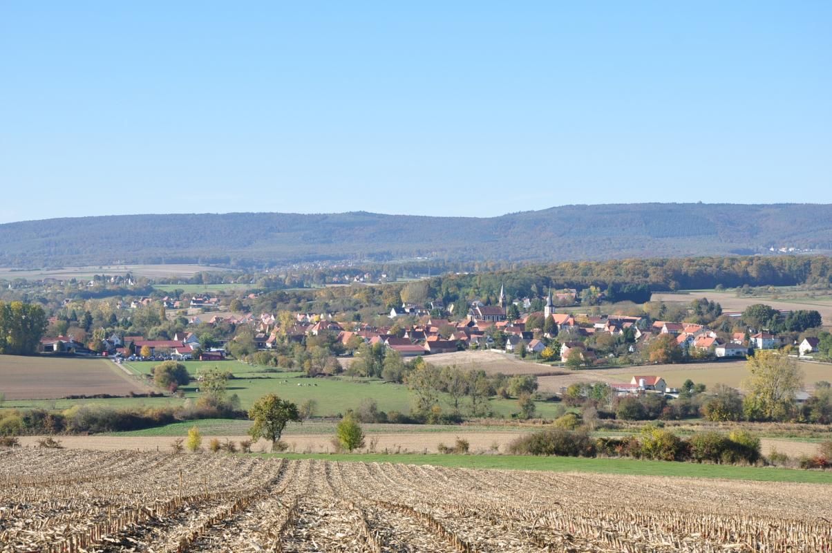 Blotti dans la vallée du Seltzbach