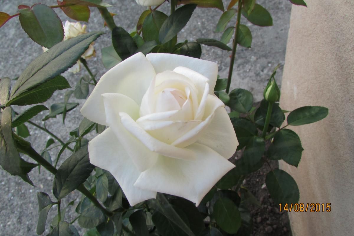 blancheur de l'été