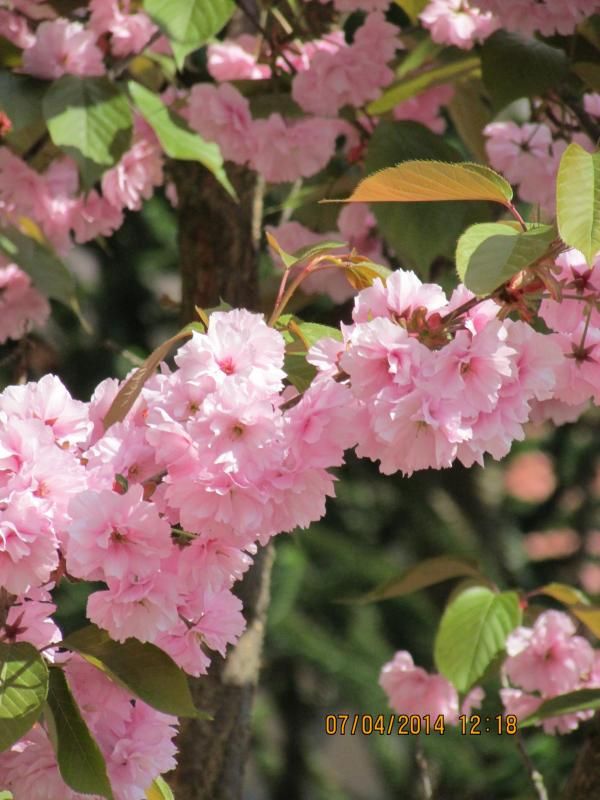 printemps