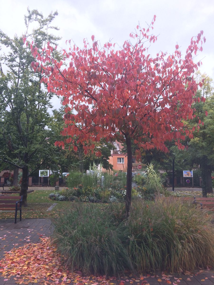 L'automne échevelé