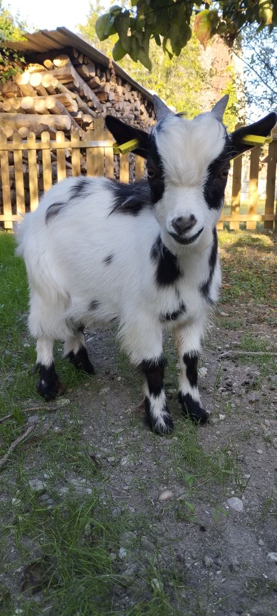 Oreo