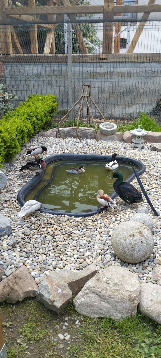 Les canards