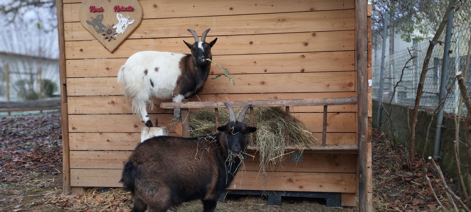 Noah et Noisette