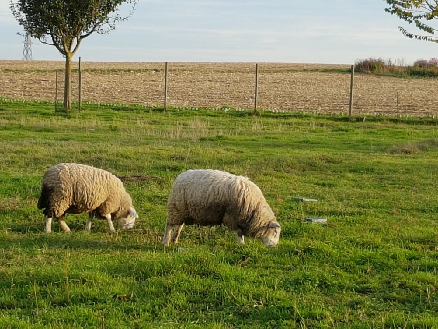 Moutons dans le prés suivant saison