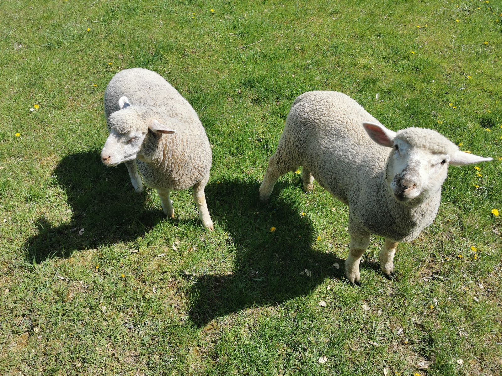 moutons dans le prés