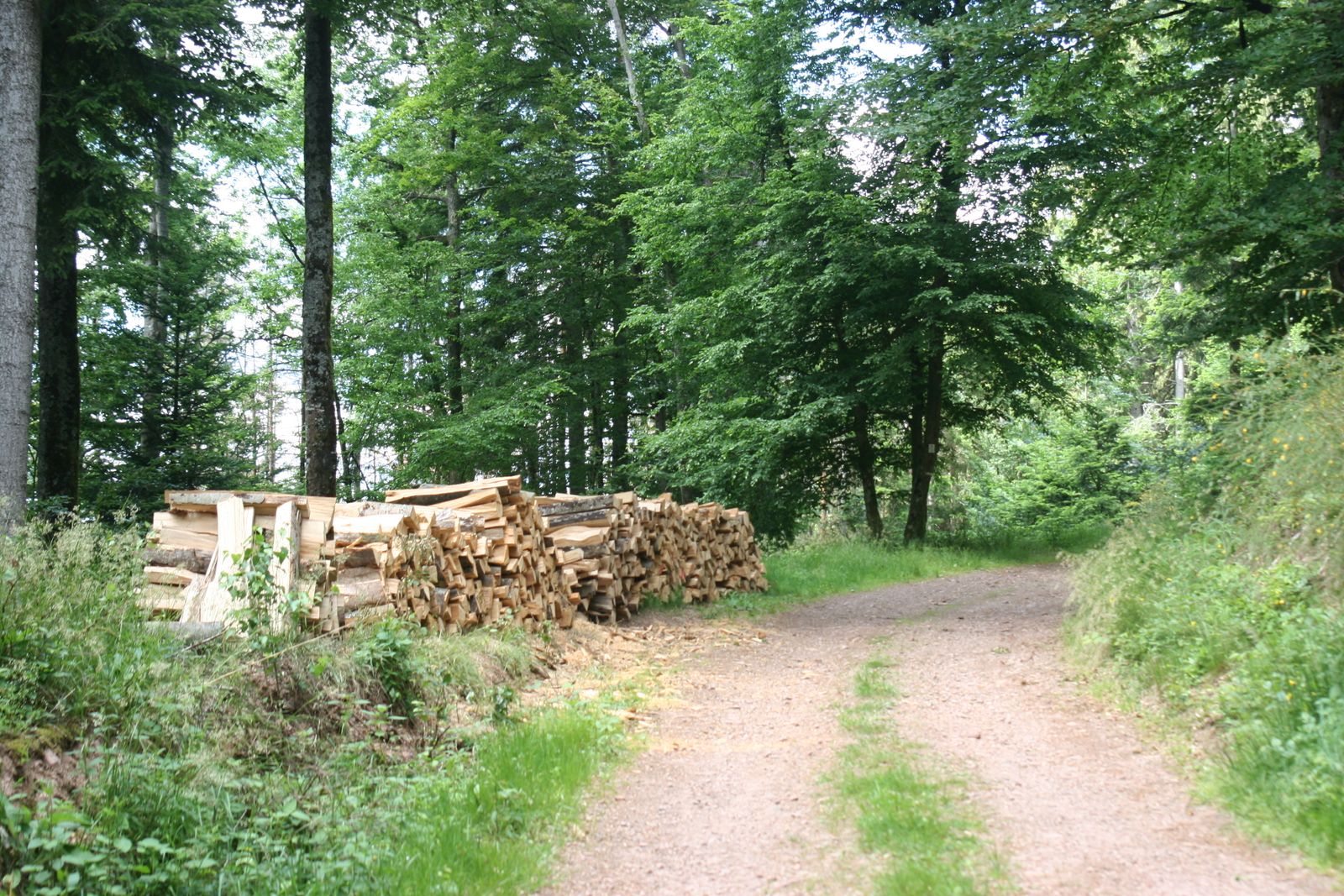 sous-bois