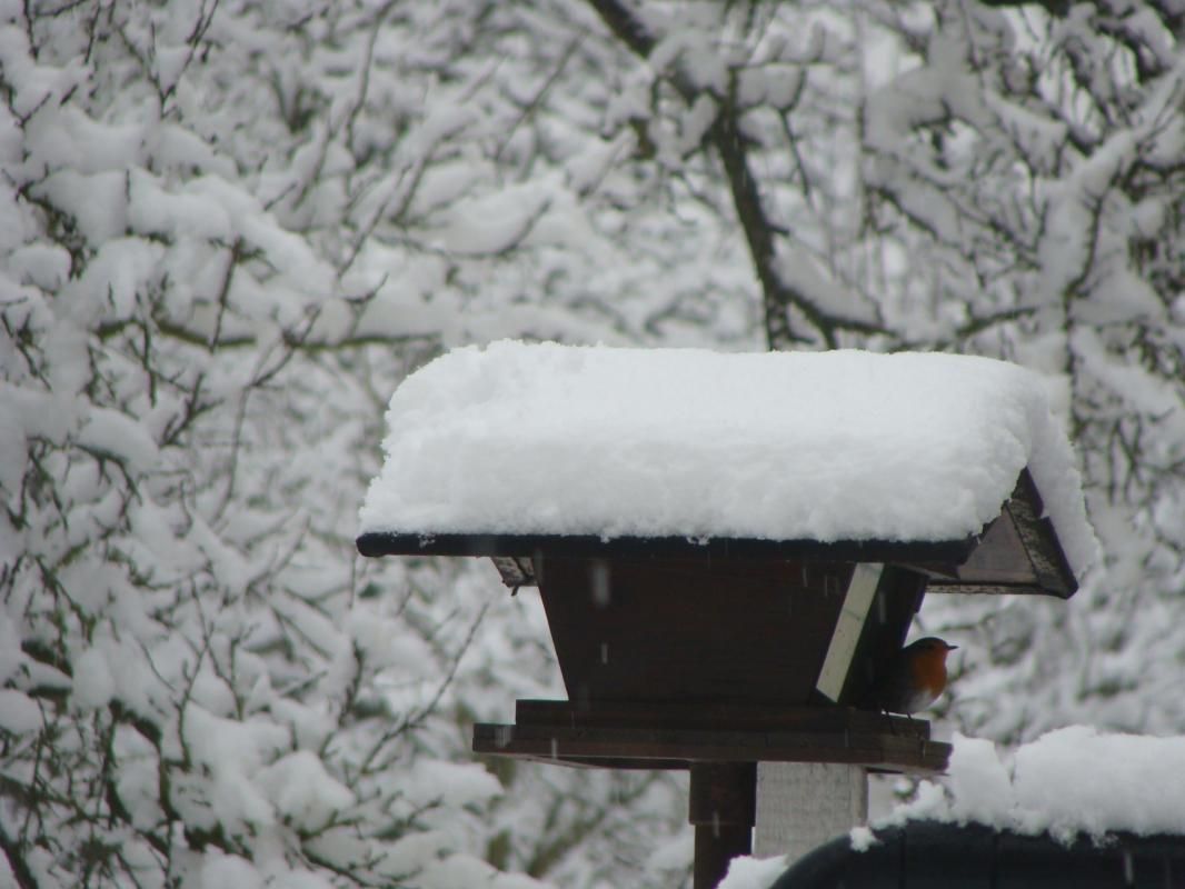 Nos voisins sous la neige les rouges gorges
