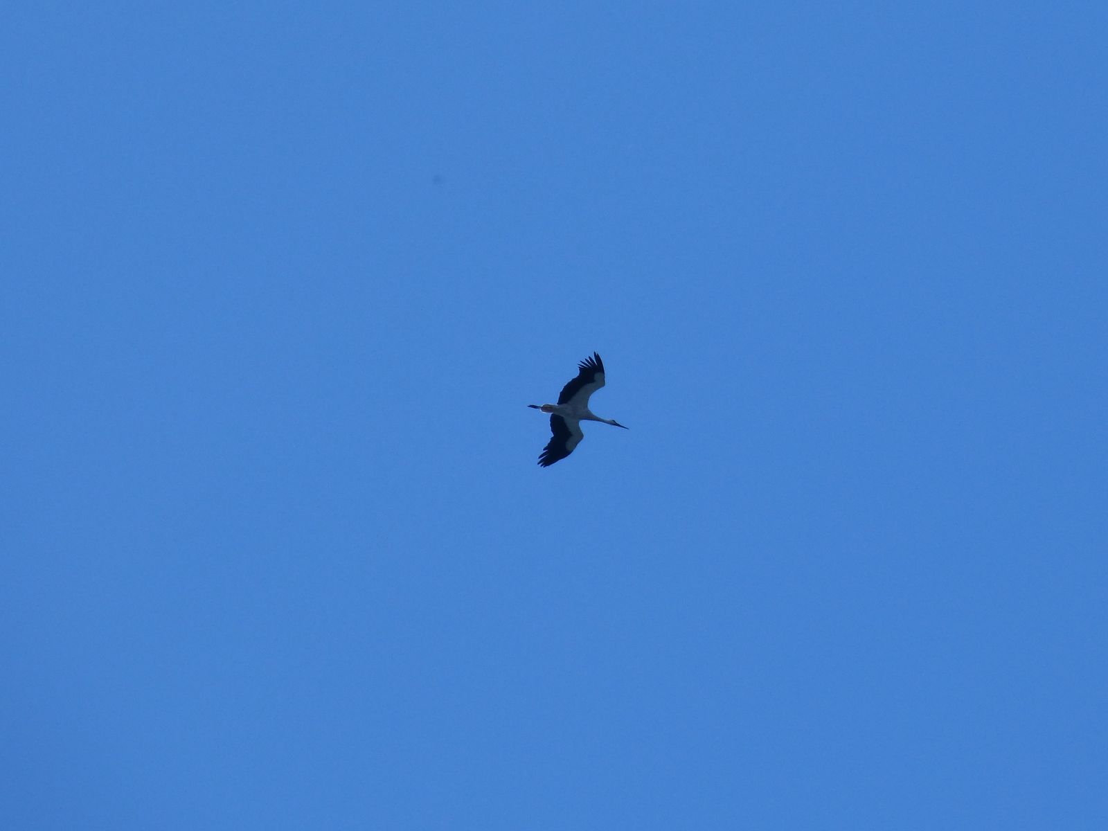 Nos voisins les cigognes.