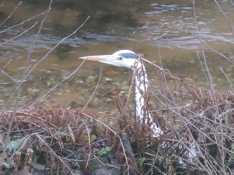 héron cendré dans le ruisseau