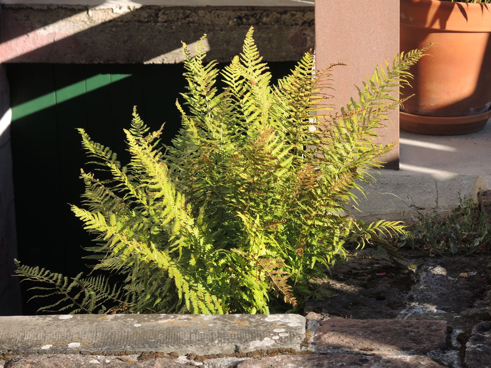 ...et plantes sauvages